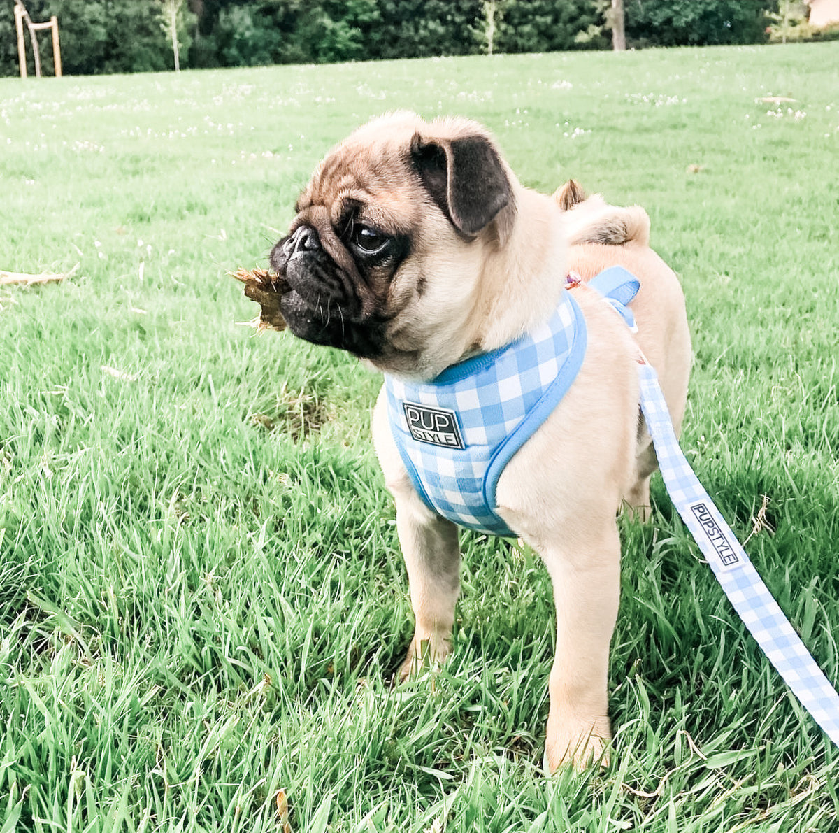 How To Toilet Train A Puppy with Lasting Results And Get Them To Go how-to-toilet-train-a-puppy-with-lasting-results-and-get-them-to-go
