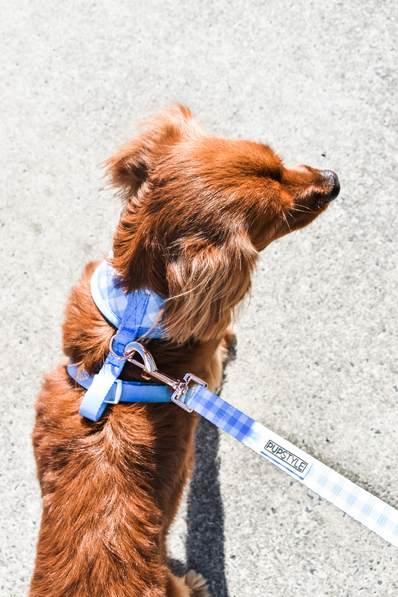 Blueberry dog leash discount
